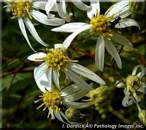 3053_DOELUMB_3 thumbnail