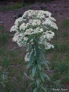 3053_DOELUMB_4 thumbnail