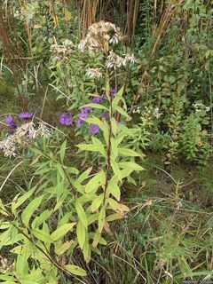 3053_DOELUMB_500 thumbnail