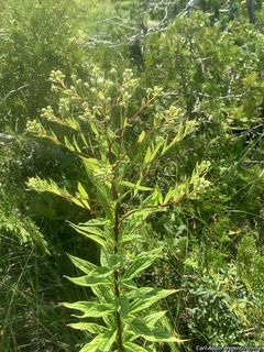 3053_DOELUMB_506 thumbnail