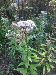 3053_DOELUMB_510 thumbnail