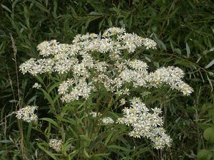 3053_DOELUMB_6 thumbnail