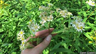 3053_DOELUMB_8011 thumbnail