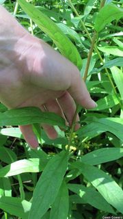 3053_DOELUMB_8021 thumbnail