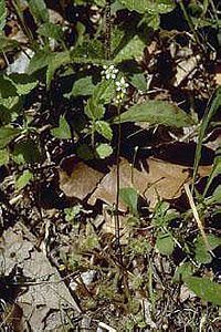 5363_DROSINT thumbnail