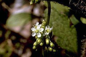 5363_DROSINT_2 thumbnail