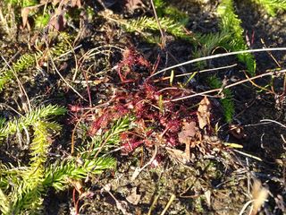 5363_DROSINT_500 thumbnail