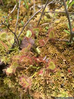 5365_DROSROT_500 thumbnail