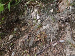 5365_DROSROT_503 thumbnail