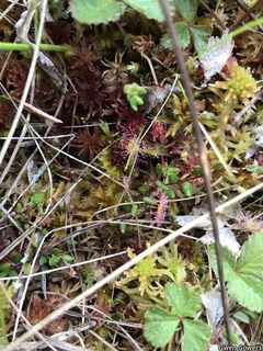 5365_DROSROT_8011 thumbnail