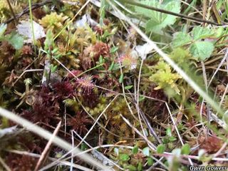 5365_DROSROT_8021 thumbnail