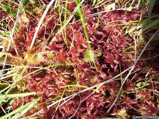 5365_DROSROT_8071 thumbnail