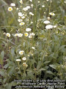 3112_ERIGPHI thumbnail