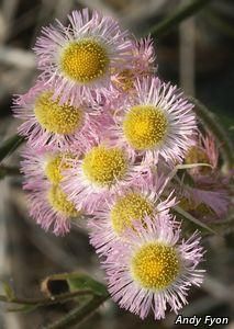 3112_ERIGPHI_16 thumbnail