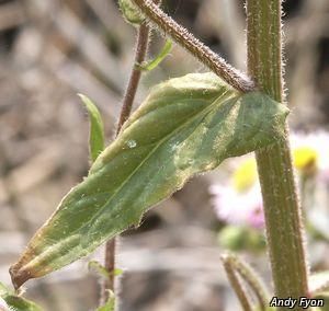 3112_ERIGPHI_17 thumbnail