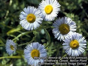 3112_ERIGPHI_2 thumbnail