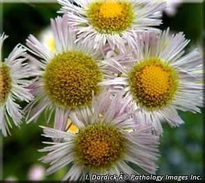 3112_ERIGPHI_5 thumbnail