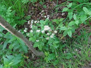 3112_ERIGPHI_505 thumbnail