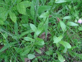 3112_ERIGPHI_507 thumbnail