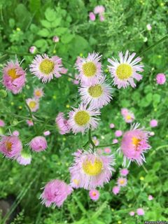 3112_ERIGPHI_511 thumbnail