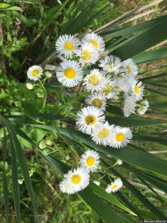 3112_ERIGPHI_512 thumbnail