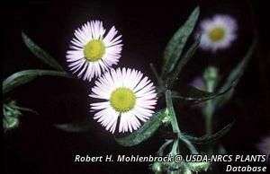 3112_ERIGPHI_7 thumbnail