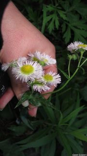 3112_ERIGPHI_8051 thumbnail