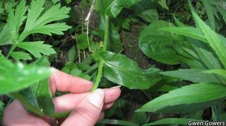 3112_ERIGPHI_8061 thumbnail