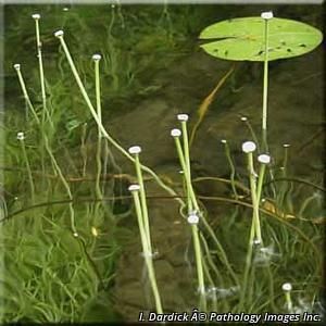 5585_ERIOAQU thumbnail