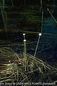 5585_ERIOAQU_15 thumbnail