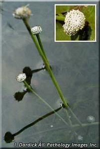 5585_ERIOAQU_3 thumbnail