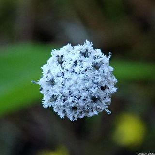 5585_ERIOAQU_501 thumbnail