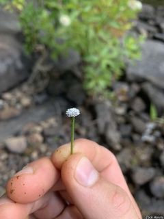 5585_ERIOAQU_502 thumbnail