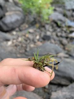 5585_ERIOAQU_503 thumbnail