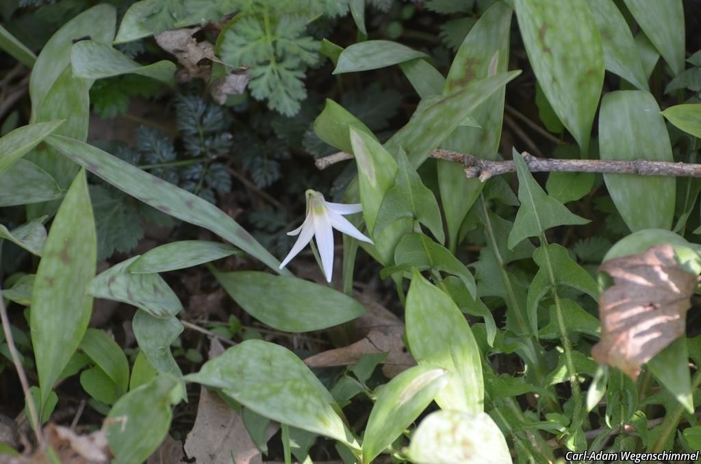White Trout Lily