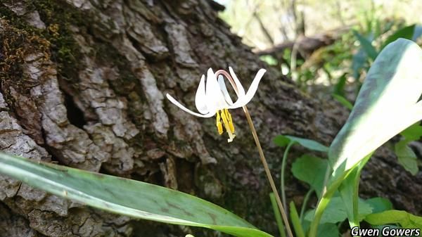 White Trout Lily
