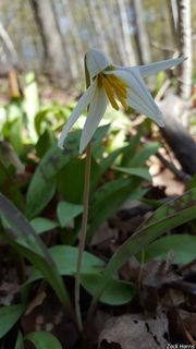 6515_ERYTALB_501 thumbnail