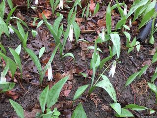 6515_ERYTALB_505 thumbnail