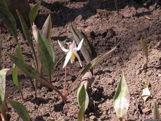 6515_ERYTALB_506 thumbnail