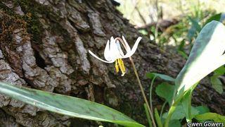 6515_ERYTALB_8011 thumbnail