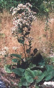 3149_EURYMAC thumbnail