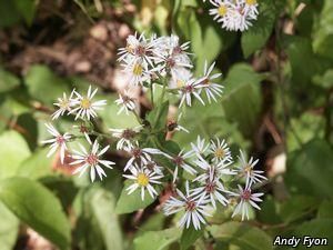 3149_EURYMAC_2 thumbnail