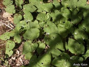 3149_EURYMAC_3 thumbnail