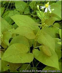 3149_EURYMAC_4 thumbnail