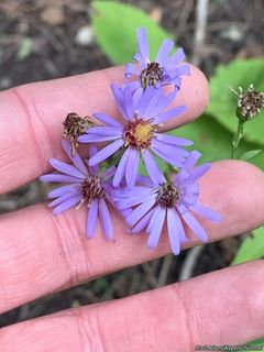 3149_EURYMAC_501 thumbnail