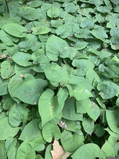 3149_EURYMAC_505 thumbnail