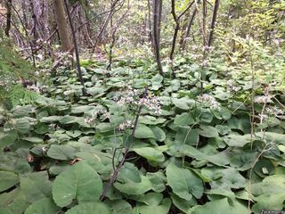 3149_EURYMAC_509 thumbnail