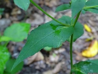 3149_EURYMAC_522 thumbnail