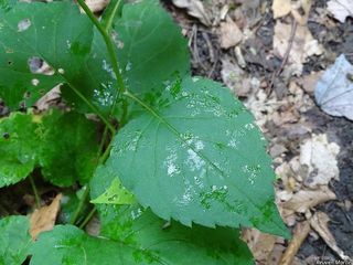 3149_EURYMAC_523 thumbnail