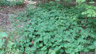 3149_EURYMAC_8001 thumbnail